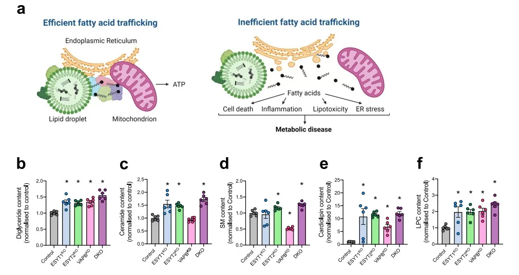 Disrupted ESYTVAPB-Mediated Fatty Acid Trafficking Leads to Lipotoxic Lipid Accumulation 